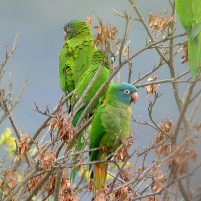 Blue-crowned Parakeet